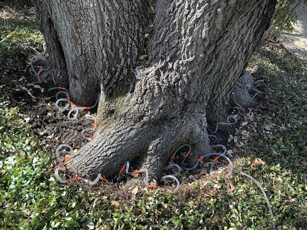 Detailed Tree Cabling and Bracing job site in Forked River