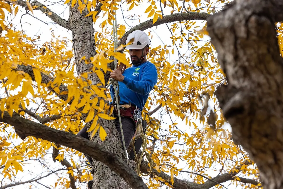 Skilled Tree Transplanting crew working in Forked River